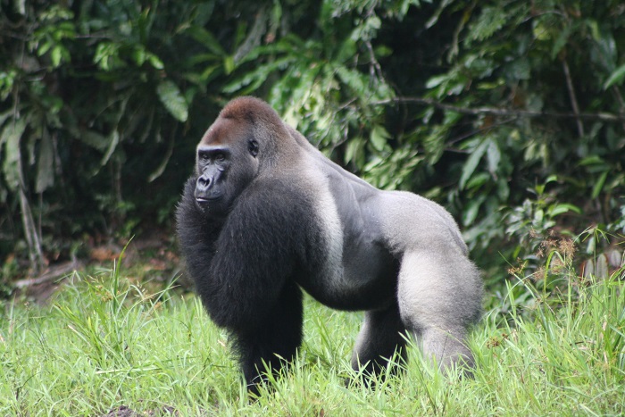 Eastern gorilla now critically endangered while giant panda situation improves 